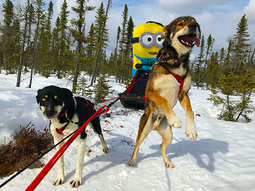 Even Minions love to dog sled at Chilly Dogs!